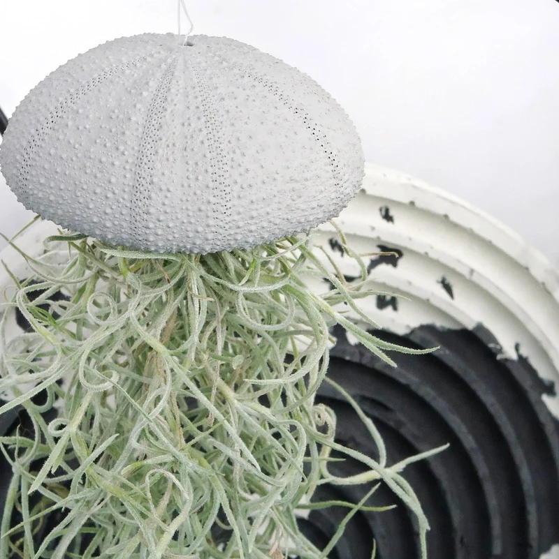 TILLANDSIA USNEOIDES - GREY