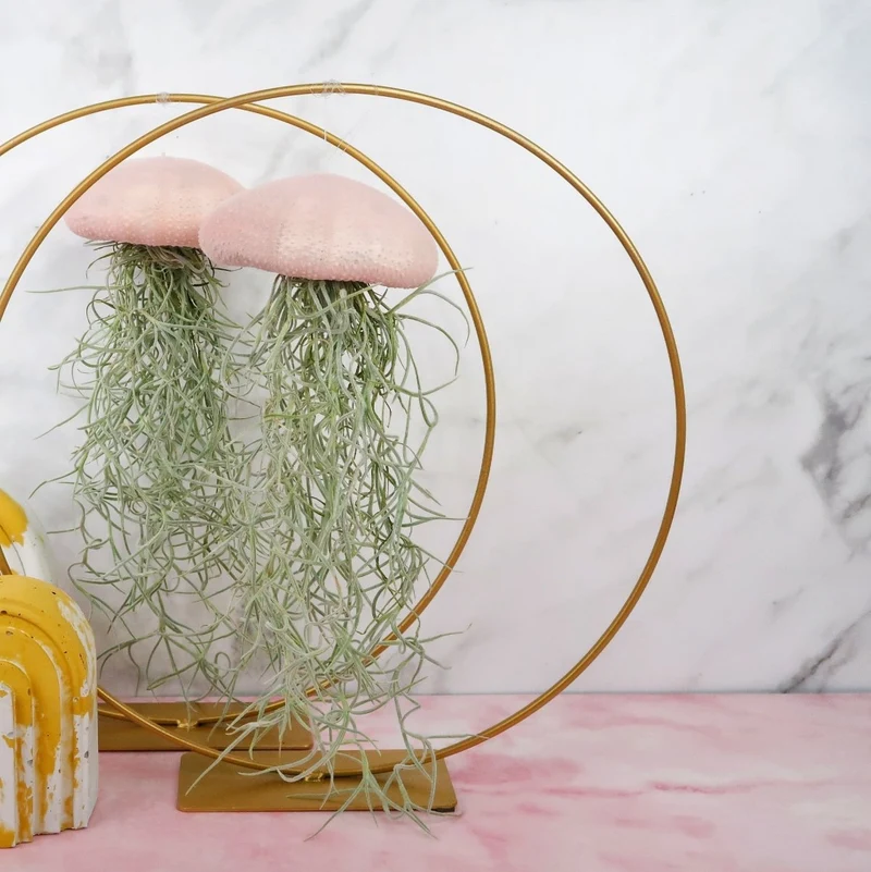 TILLANDSIA USNEOIDES - VELVET ROSE