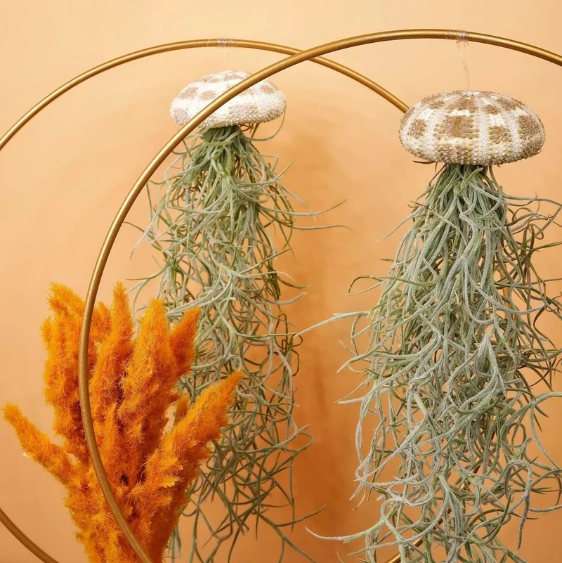 AIRPLANT HOLDER - RING GOLD