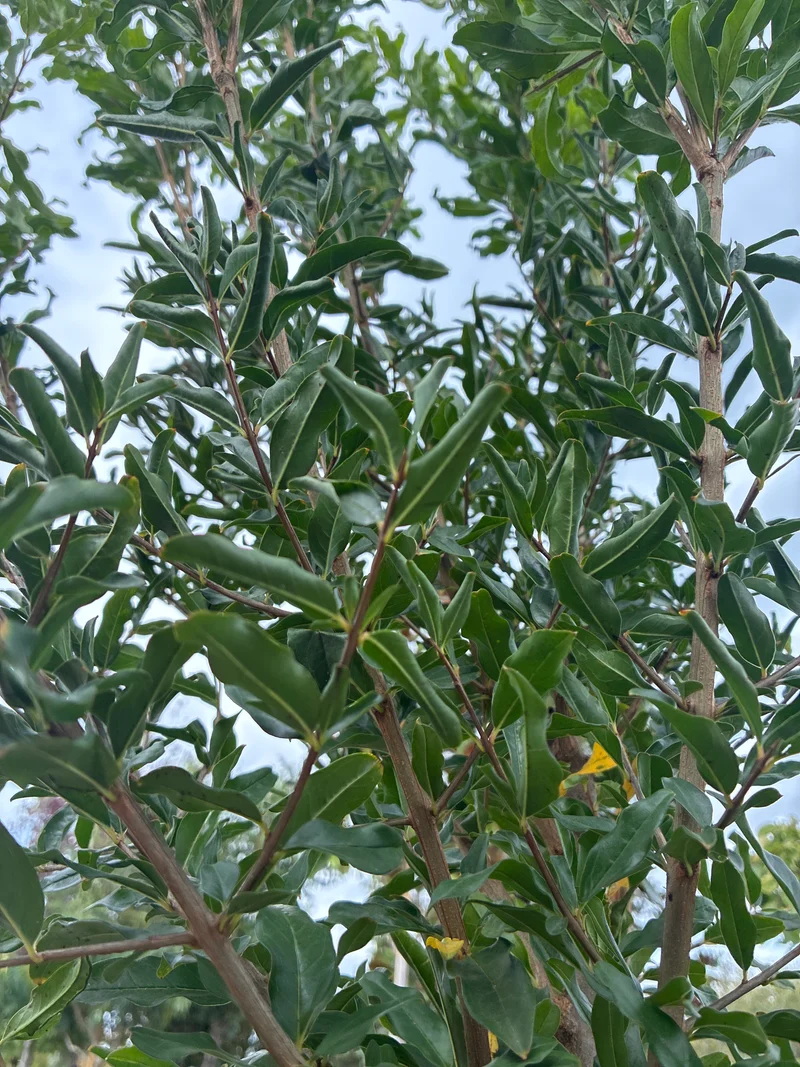 Granatapfel / Punica granatum