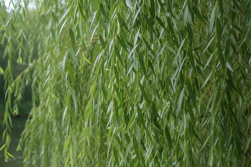 Babylonische Weide / Salix babylonica