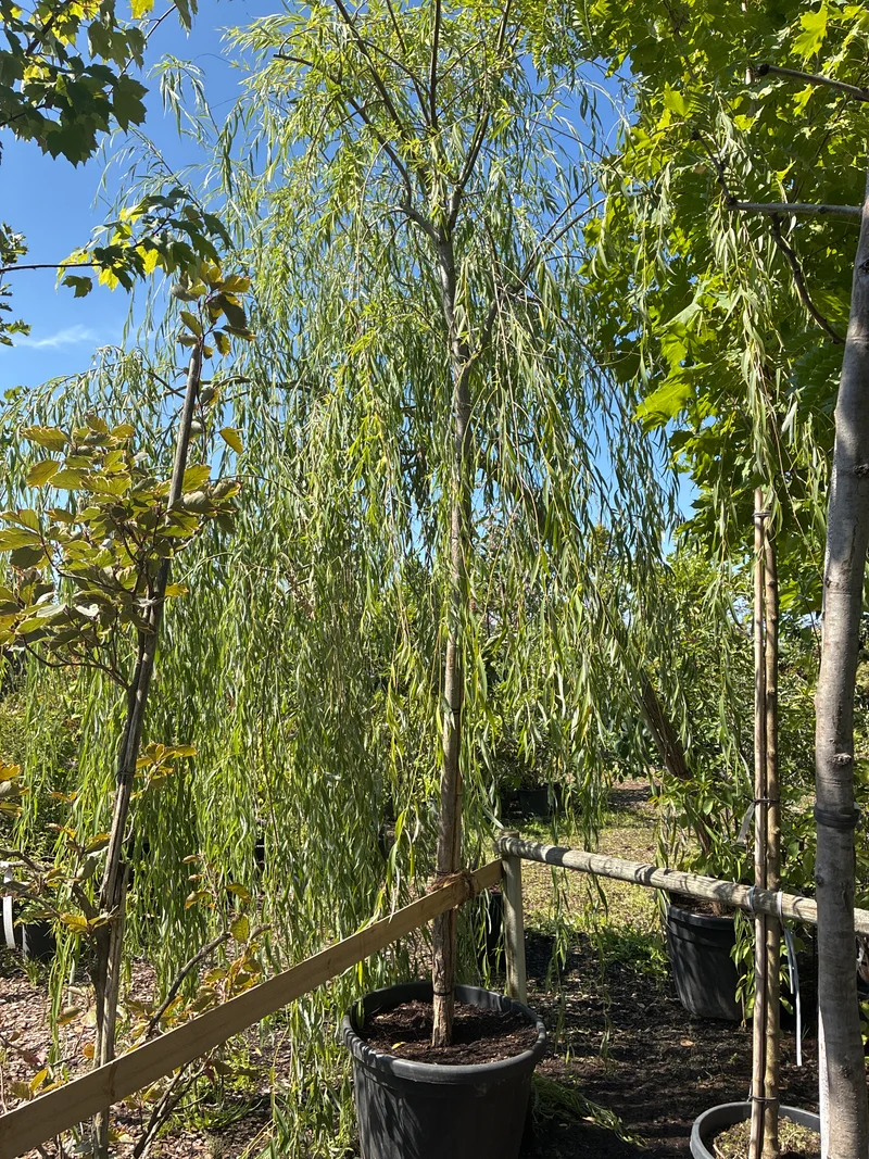 Babylonische Weide / Salix babylonica