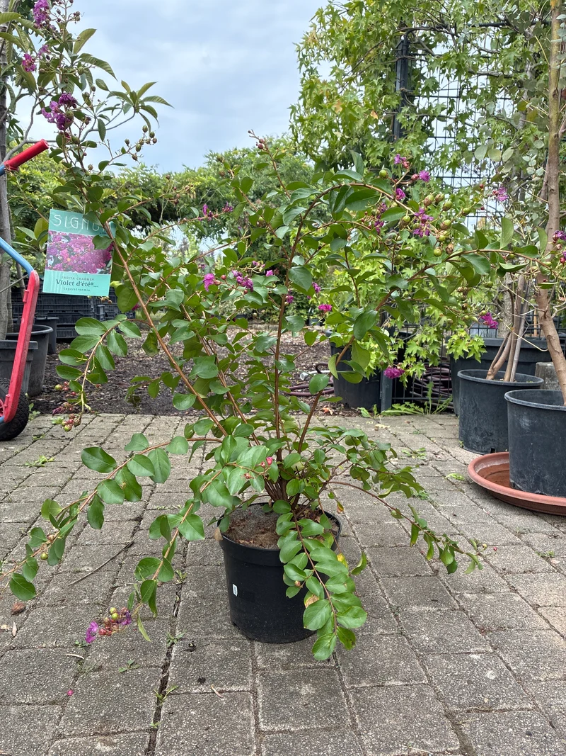 Indianderflieder / Lagerstroemia 'violet d'été'