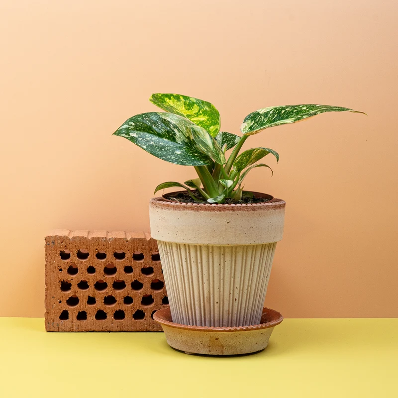 PHILODENDRON ROJO CONGO VARIEGATA
