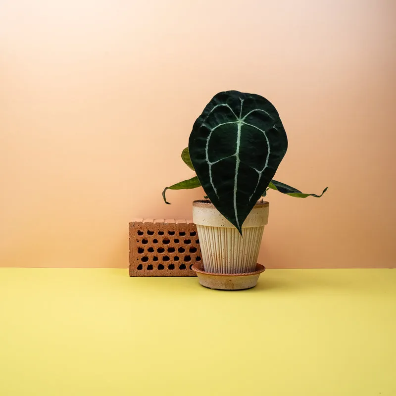 ANTHURIUM FORGETII