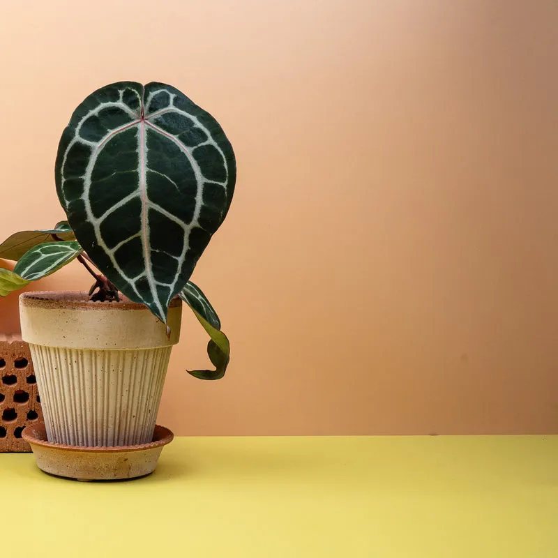 ANTHURIUM PINK BLUSH