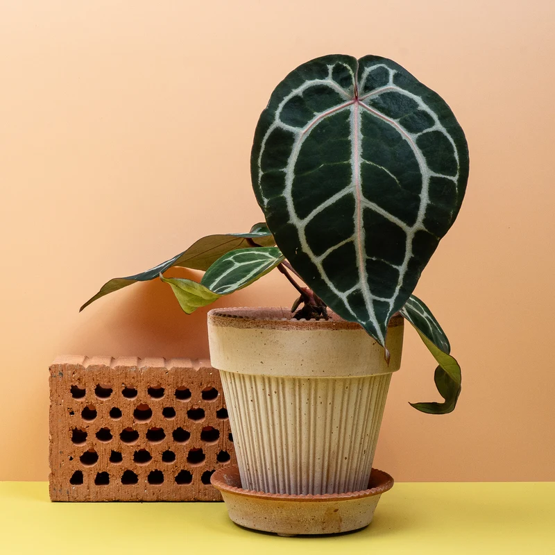 ANTHURIUM PINK BLUSH