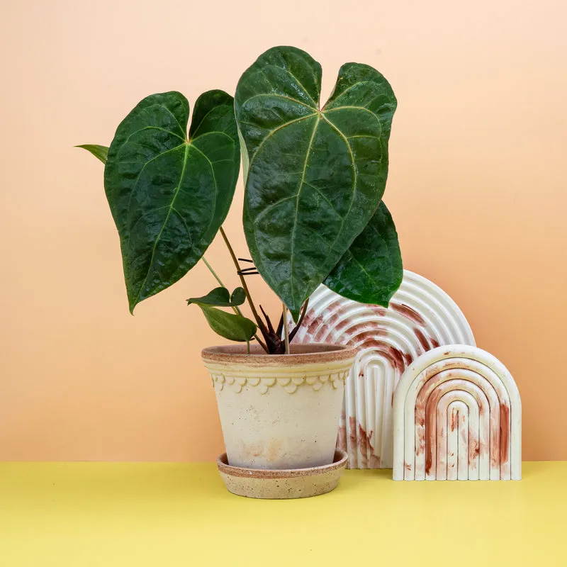 ANTHURIUM DARK PHOENIX