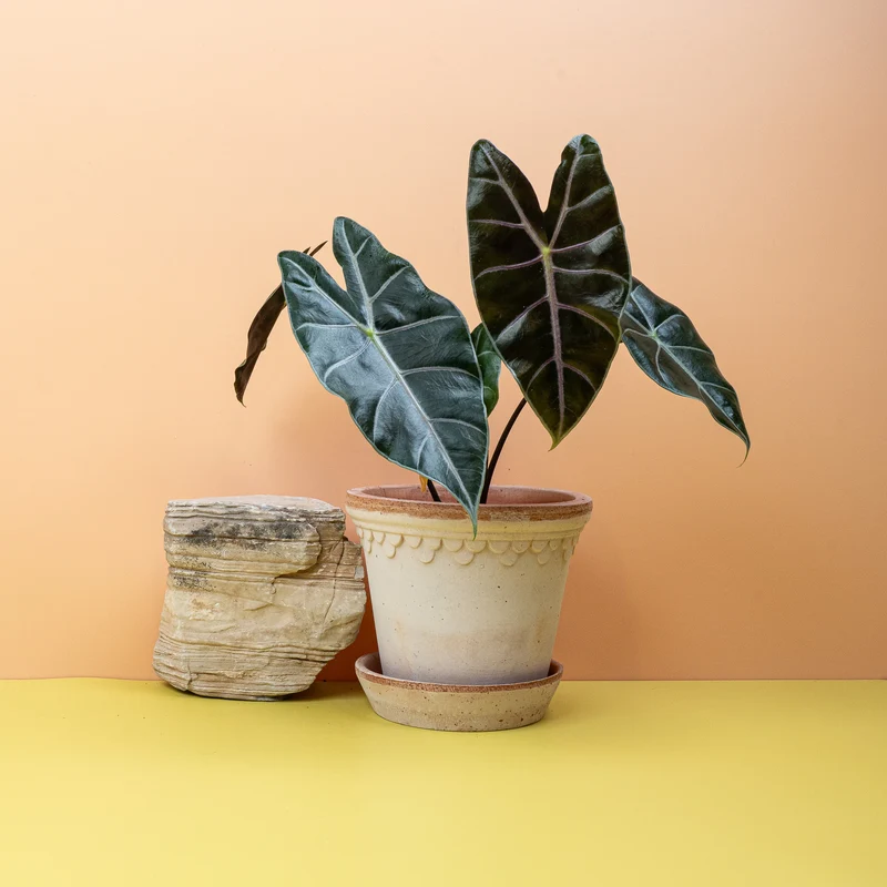 ALOCASIA LONGILOBA PURPLE VEIN