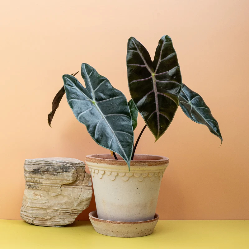 ALOCASIA LONGILOBA PURPLE VEIN
