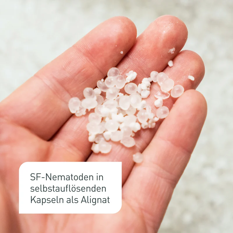 Nematoden-Kapseln zur Trauermücken-Prävention