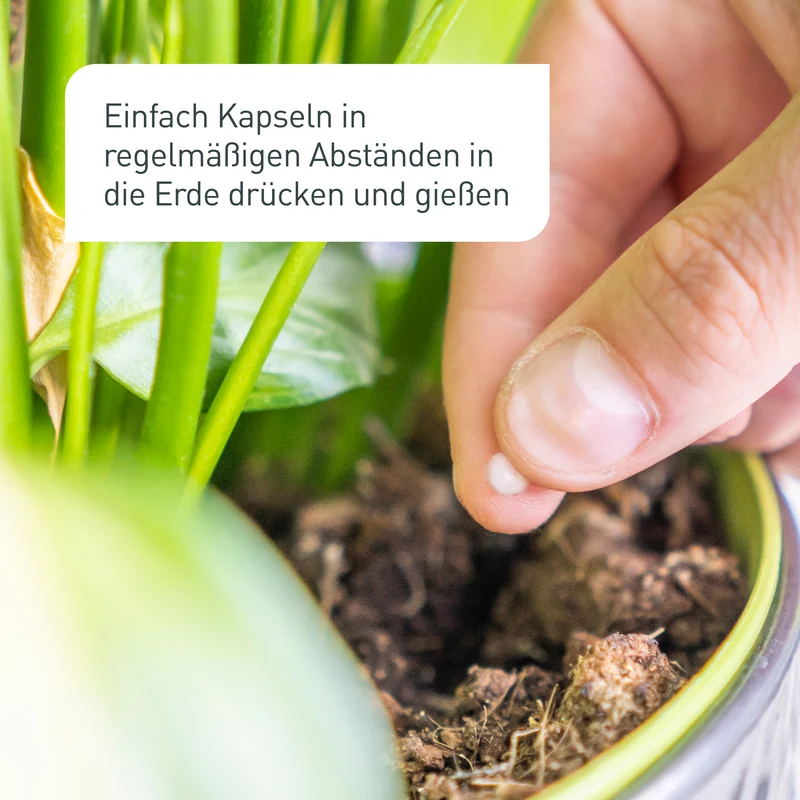 Nematoden-Kapseln zur Trauermücken-Prävention