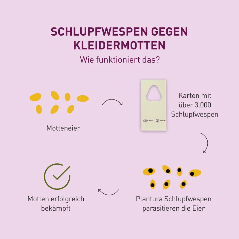 Schlupfwespen gegen Kleidermotten