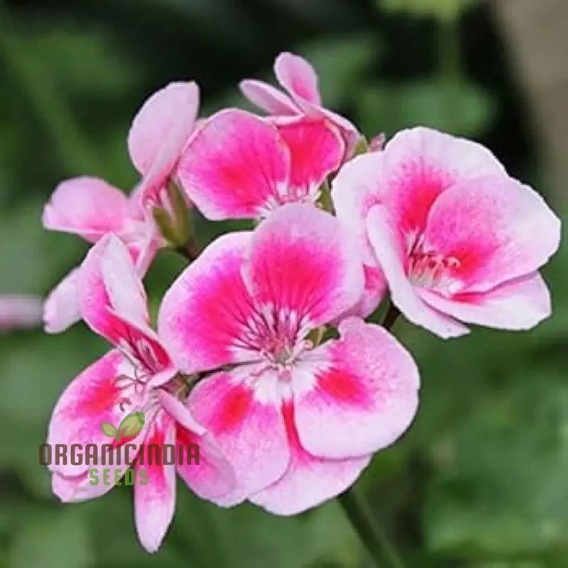 Hanging Bonsai Geranium Seeds for Planting