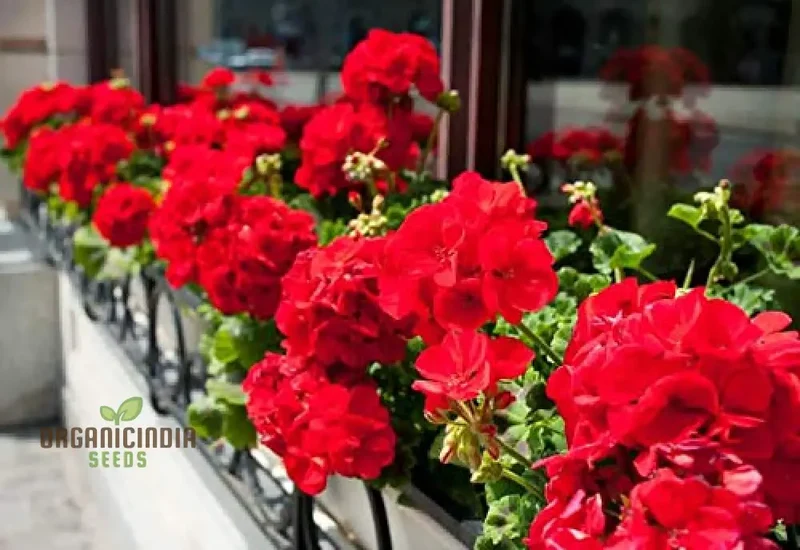 Hanging Bonsai Geranium Seeds for Planting