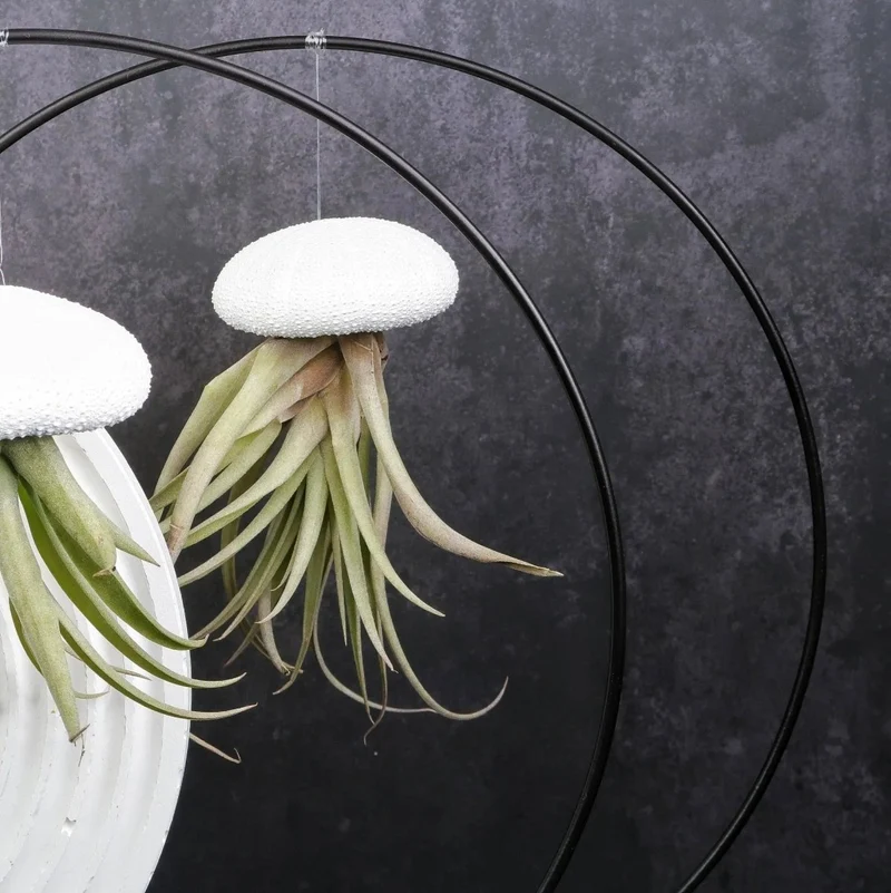AIRPLANT HOLDER - RING BLACK
