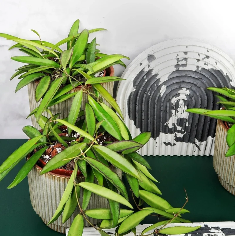 HOYA WAYETII