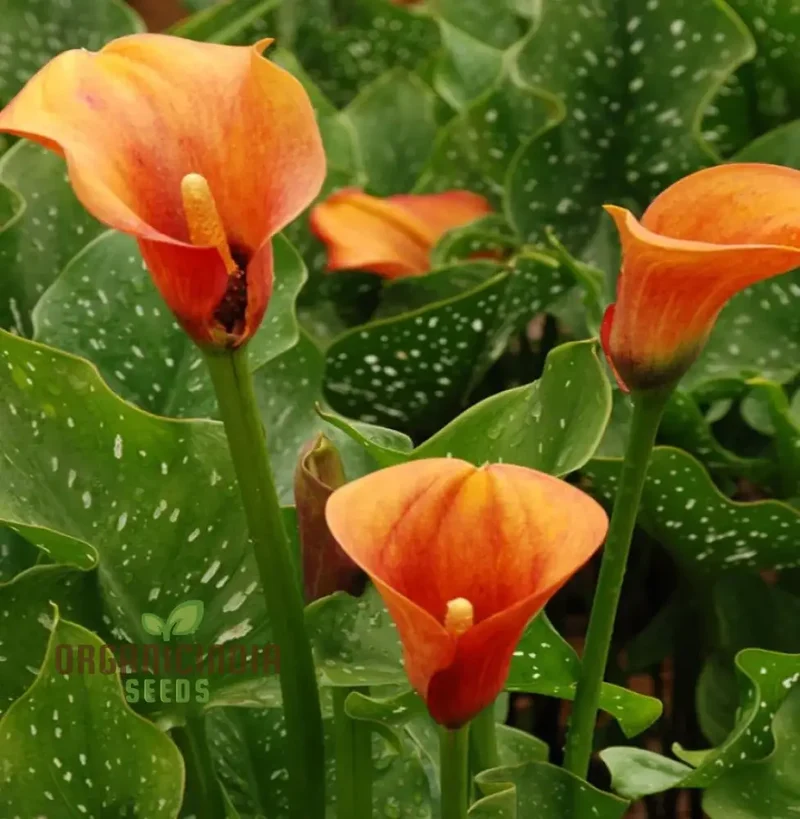 Calla Lily Seeds for Planting - 100 pcs