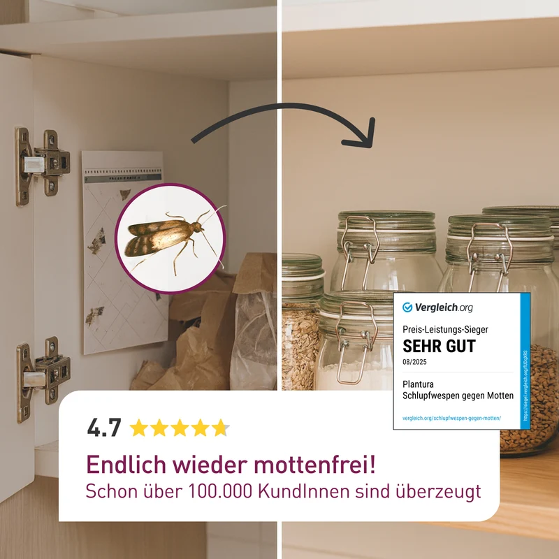 Schlupfwespen gegen Lebensmittelmotten