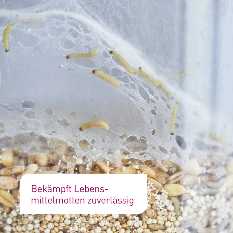 Schlupfwespen gegen Lebensmittelmotten