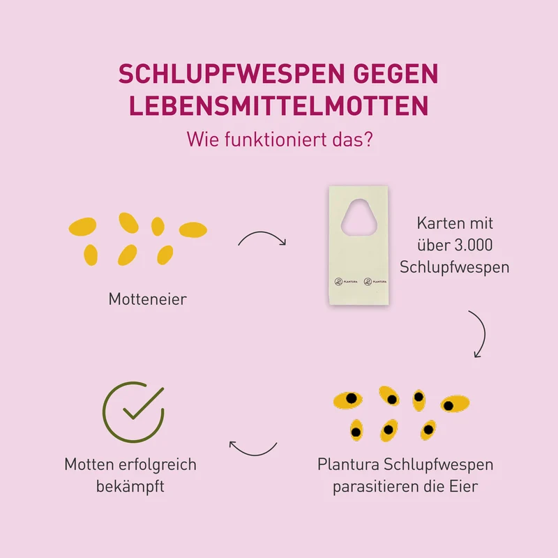 Schlupfwespen gegen Lebensmittelmotten