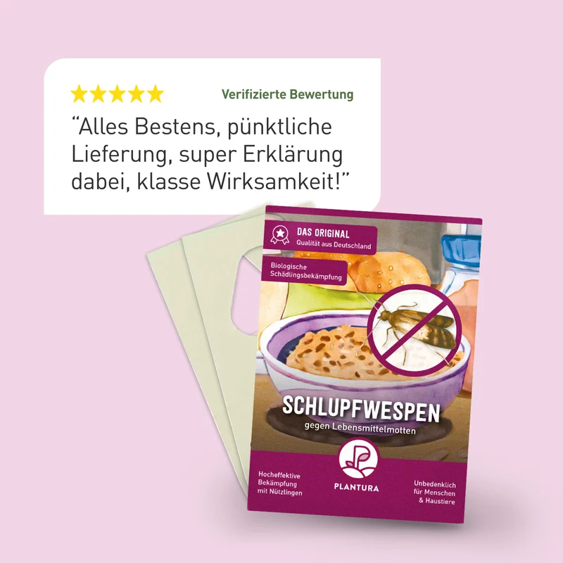 Schlupfwespen gegen Lebensmittelmotten