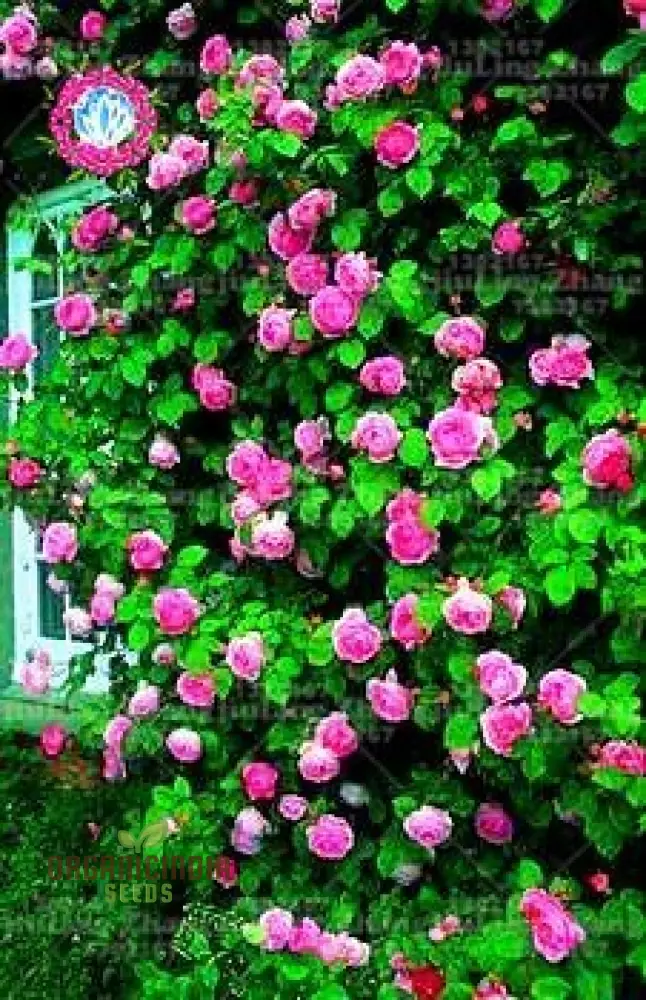 Rampicante Rose Bonsai Seeds for Planting - 100 pcs