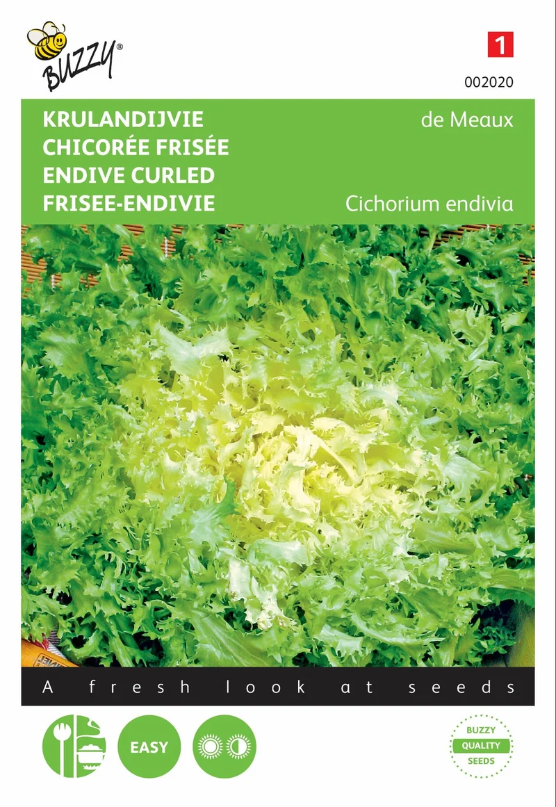 Krauser Chicorée aus Meaux