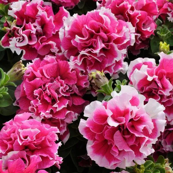 Double Petunia Flower Seeds, Planting - 100 pcs