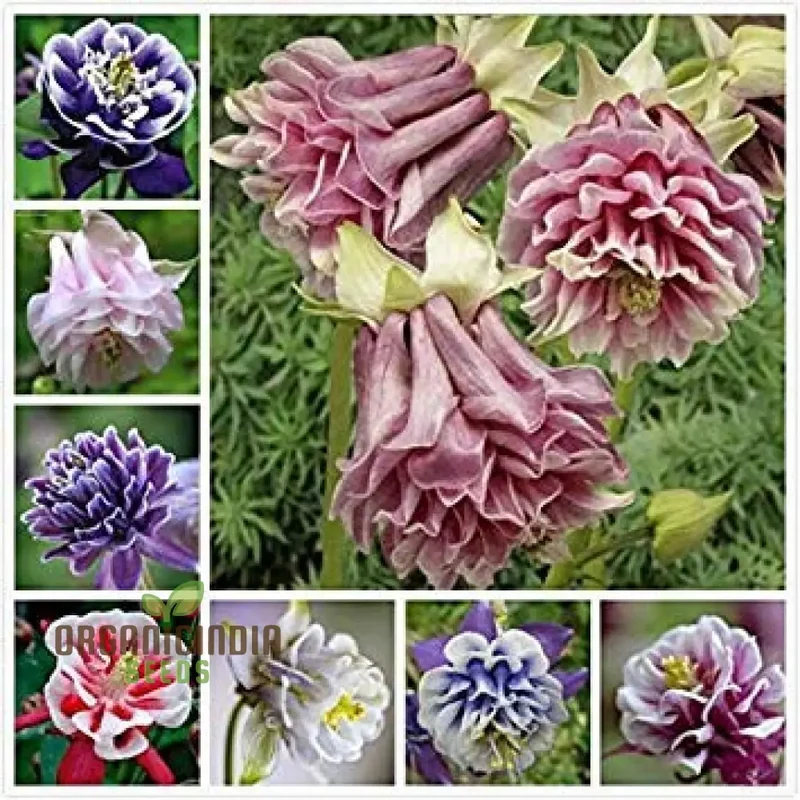 Double Petunia Flower Seeds, Planting - 100 pcs