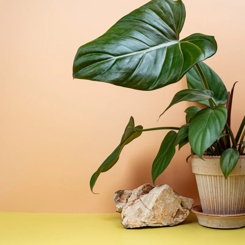 PHILODENDRON SUMMER GLORY