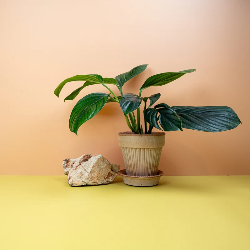 MONSTERA PINNATIPARTITA DARK