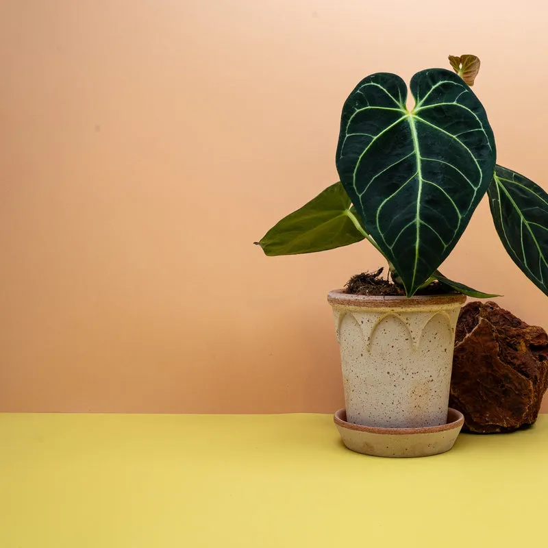 ANTHURIUM REGALE