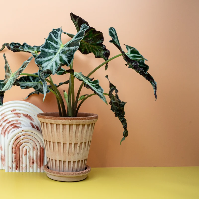 ALOCASIA LOCO