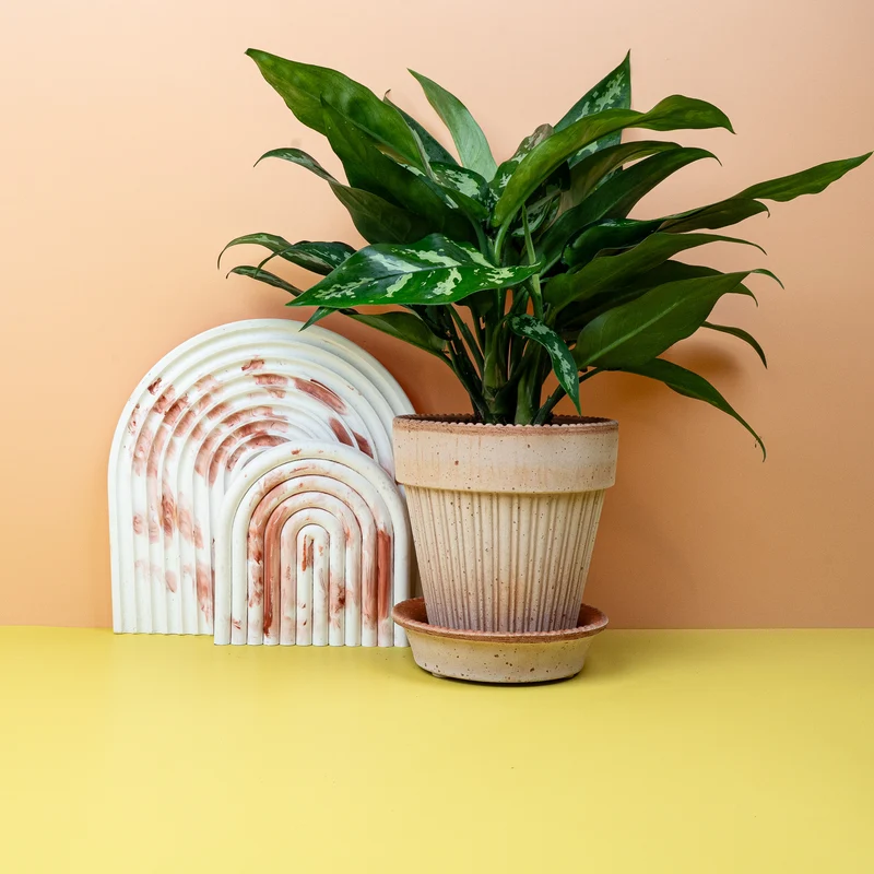 AGLAONEMA MARIA