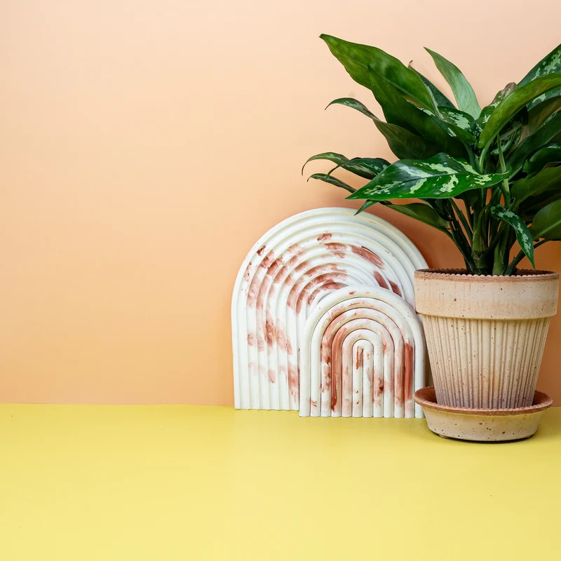 AGLAONEMA MARIA