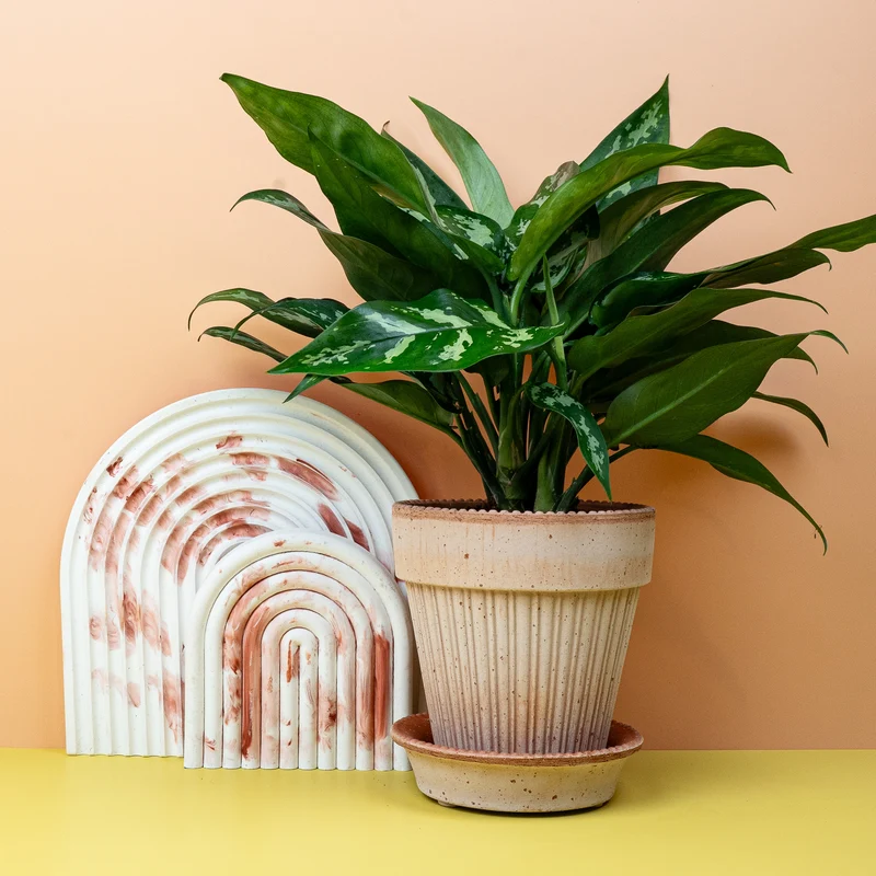 AGLAONEMA MARIA