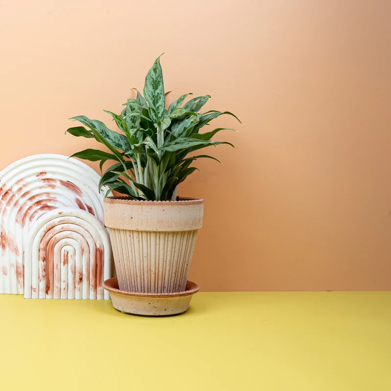 AGLAONEMA GREYHOUND