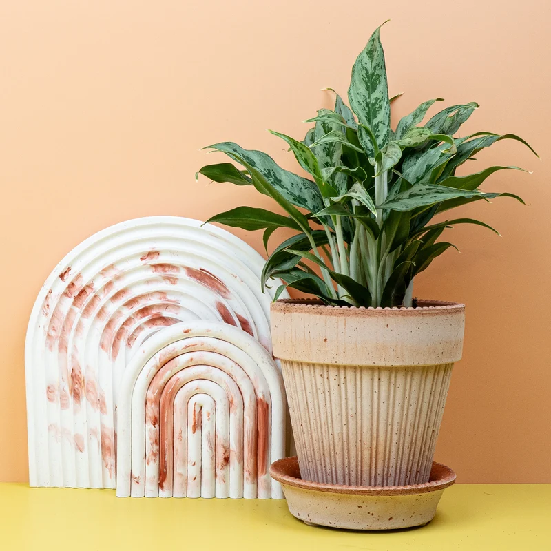 AGLAONEMA GREYHOUND