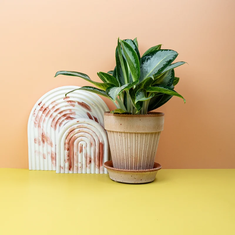 AGLAONEMA SILVER BLUE