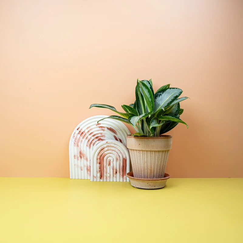 AGLAONEMA SILVER BLUE