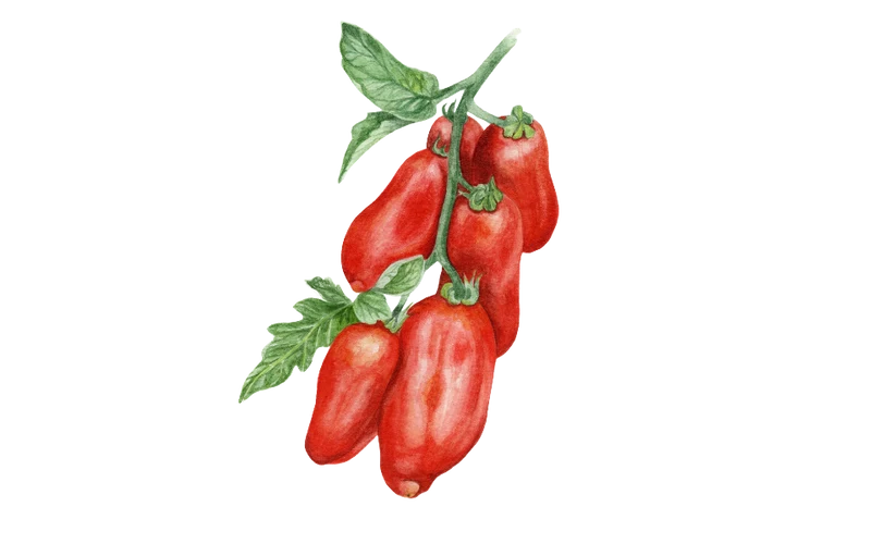 Flaschentomate 'San Marzano', Bio-Jungpflanze