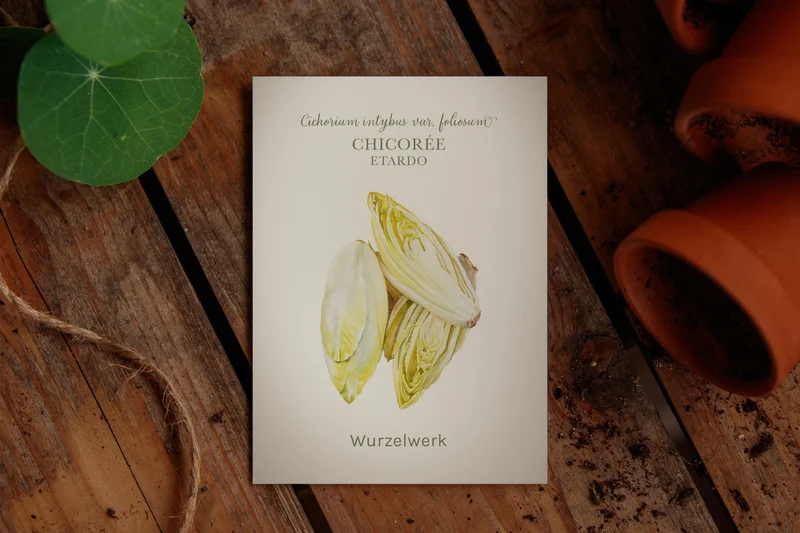 Chicorée 'Etardo'