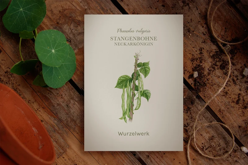 Stangenbohne 'Neckarkönigin'