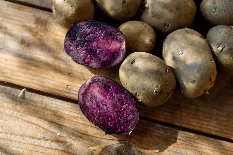 Bio-Pflanzkartoffel 'Purple Rain'