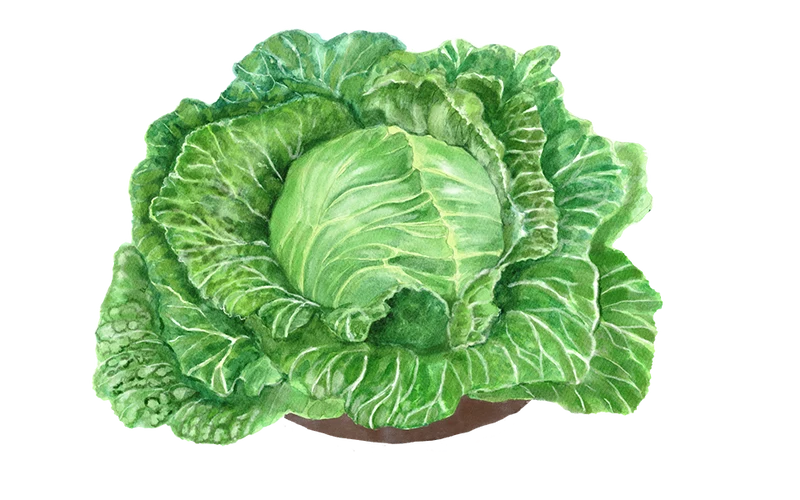 Eissalat Saladin