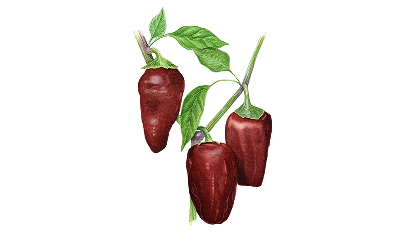 Paprika 'Sweet Chocolate'