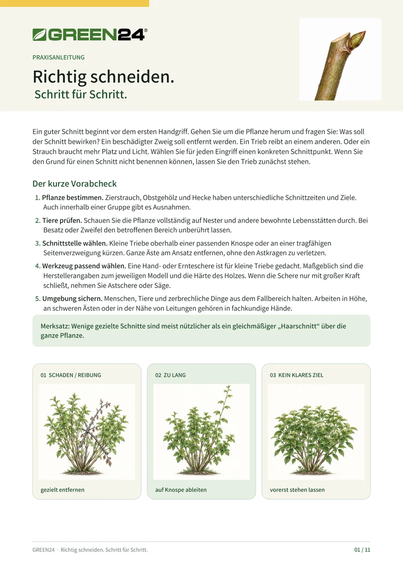 GREEN24 Professionelle Schnittanleitung – Gehölze richtig schneiden (PDF)