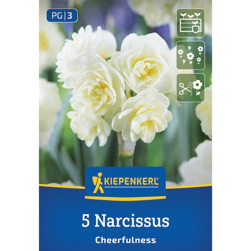 Kiepenkerl Poetaz-Narzisse 'Cheerfulness'
