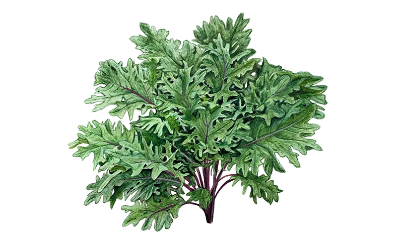 Federkohl 'Red Russian'